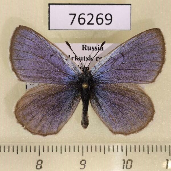 Lycaenidae Maculinea alcon Irkutsk reg.
