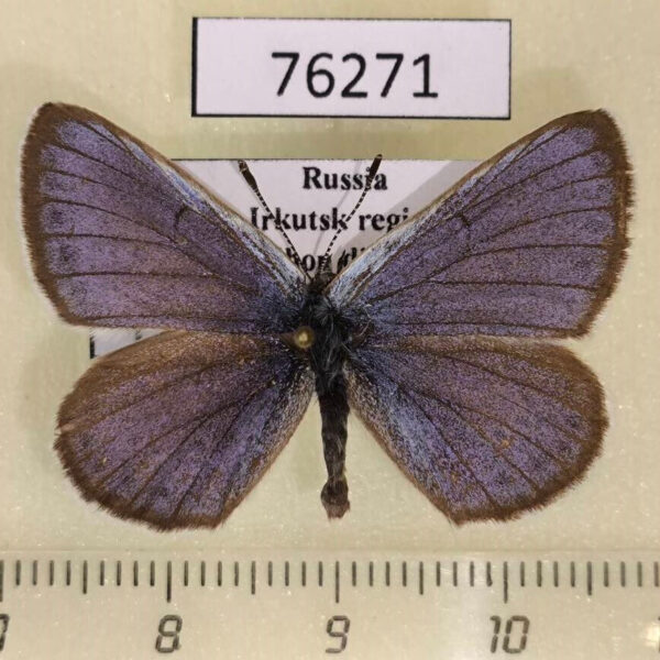 Lycaenidae Maculinea alcon Irkutsk reg.