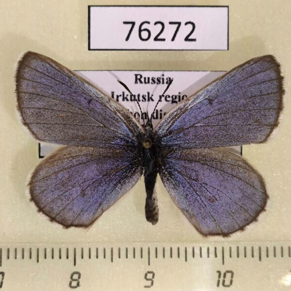 Lycaenidae Maculinea alcon Irkutsk reg.