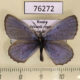 76272p Lycaenidae Maculinea alcon Irkutsk reg. $8