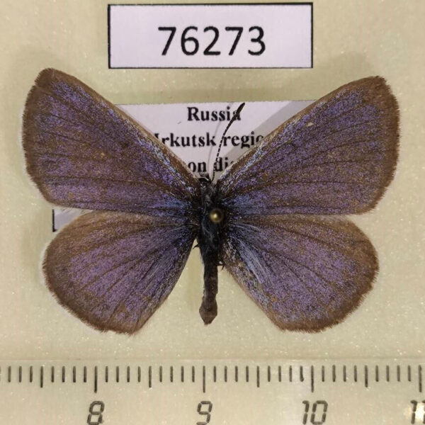 Lycaenidae Maculinea alcon Irkutsk reg.