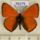 76275p Lycaenidae Thersamolycaena dispar Amur reg. $6