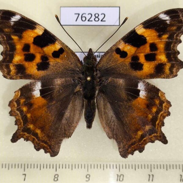Nymphalidae Nymphalis vau-album f Amur reg.