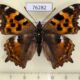 76282p Nymphalidae Nymphalis vau-album f Amur reg. $8