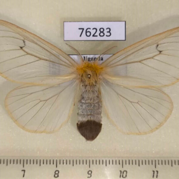 Lymantridae Olapa tavetensis f Uganda