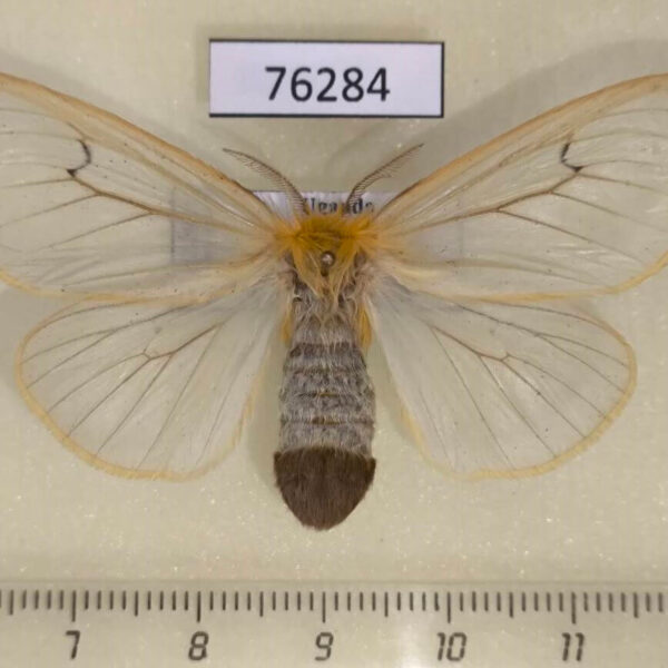 Lymantridae Olapa tavetensis f Uganda