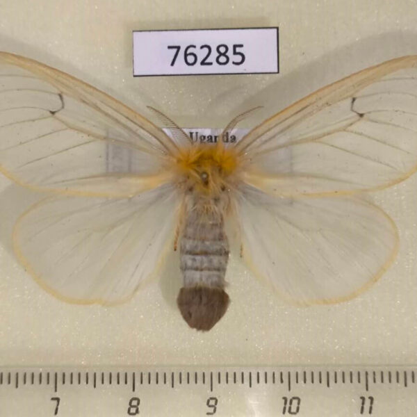 Lymantridae Olapa tavetensis f Uganda