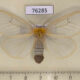76285p Lymantridae Olapa tavetensis f Uganda $17