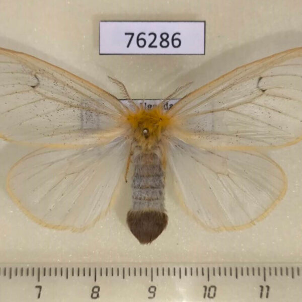 Lymantridae Olapa tavetensis f Uganda