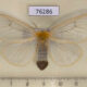 76286p Lymantridae Olapa tavetensis f Uganda $20