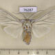 76287p Arctiidae Amerila bubo f Uganda $12