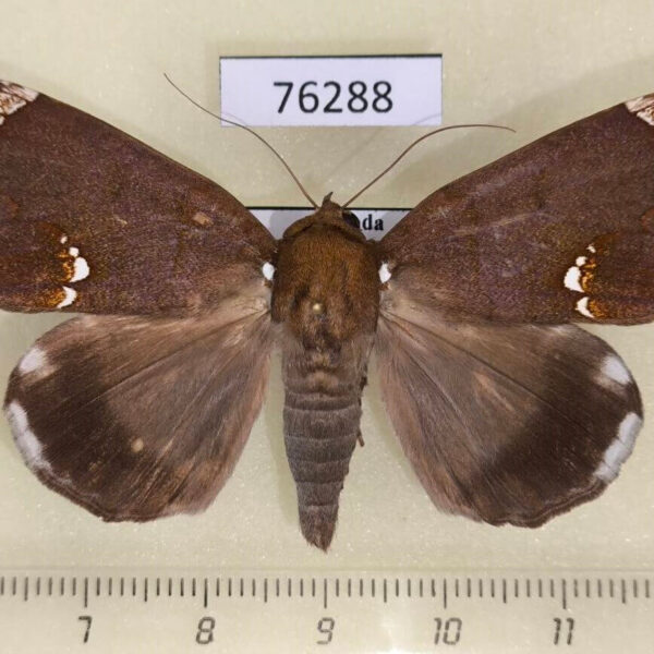 Noctuidae Achaea albilimba Uganda