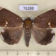 76288p Noctuidae Achaea albilimba Uganda $13