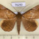 76290p Noctuidae Rougeotiana xanthoperas Uganda $13