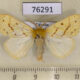 76291p Lymantridae sp. Uganda $7