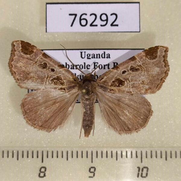Noctuidae Marcipalina ruptisignoides Uganda