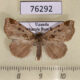76292p Noctuidae Marcipalina ruptisignoides Uganda $7