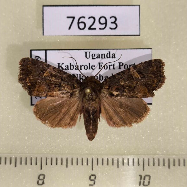 Noctuidae Oligia flava f Uganda