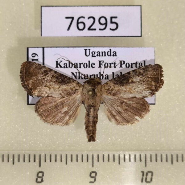 Noctuidae Oligia sp. Uganda