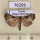76295p Noctuidae Oligia sp. Uganda $3