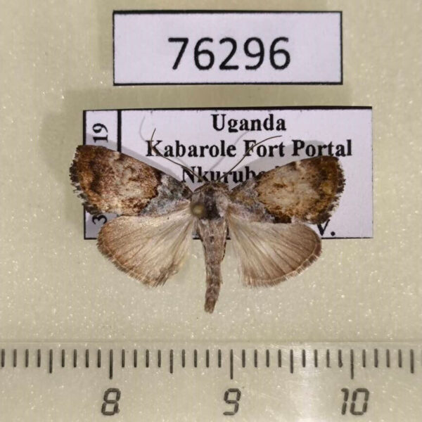 Noctuidae Bryophilopsis sp. Uganda