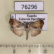 76296p Noctuidae Bryophilopsis sp. Uganda $7