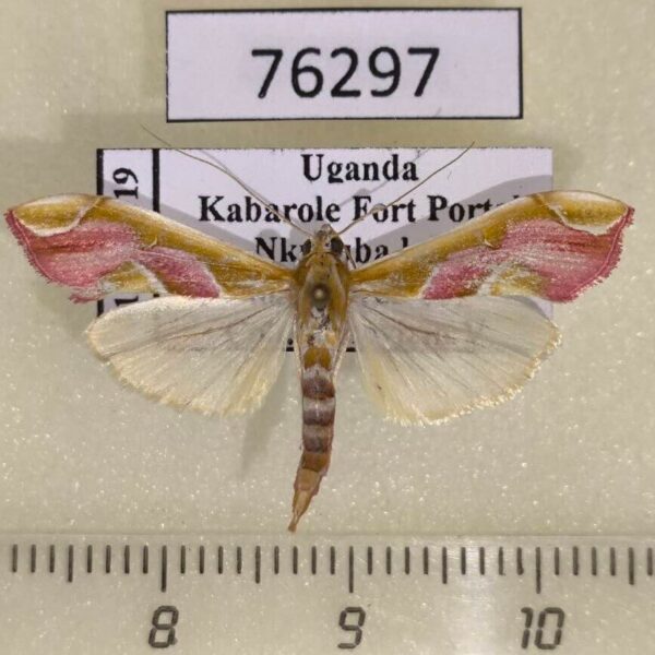 Crambidae Agathodes musivalis Uganda
