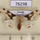 76298p Arctiidae Disparctia varicolor Uganda $12