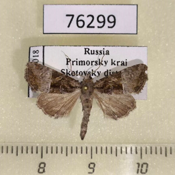 Noctuidae Mesoligia furuncula Primorye
