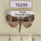 76299p Noctuidae Mesoligia furuncula Primorye $6