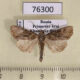 76300p Noctuidae Lateroligia ophiogramma Primorye $1
