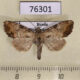 76301p Noctuidae Apamea scolopacina f Primorye $6