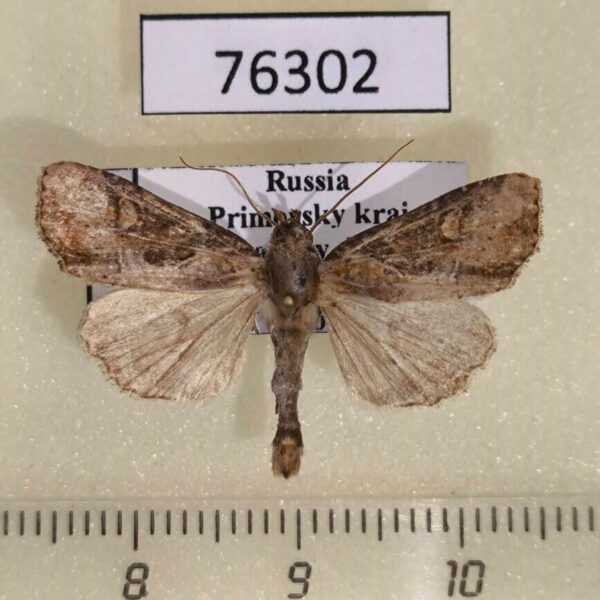 Noctuidae Lateroligia ophiogramma Primorye