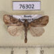 76302p Noctuidae Lateroligia ophiogramma Primorye $1
