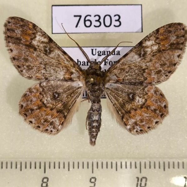 Geometridae Cleora acaciaria Uganda