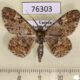 76303p Geometridae Cleora acaciaria Uganda $6