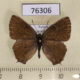 76306p Lycaenidae Nordmannia prunoides Primorye $6
