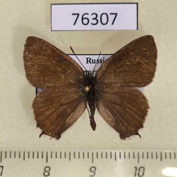 Lycaenidae Nordmannia prunoides Primorye