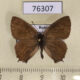 76307p Lycaenidae Nordmannia prunoides Primorye $6