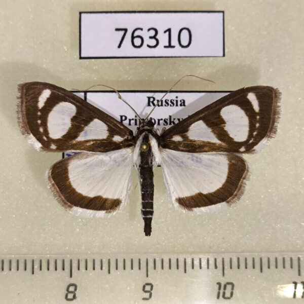 Crambidae Glyphodes quadrimaculalis Primorye