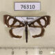 76310p Crambidae Glyphodes quadrimaculalis Primorye $7