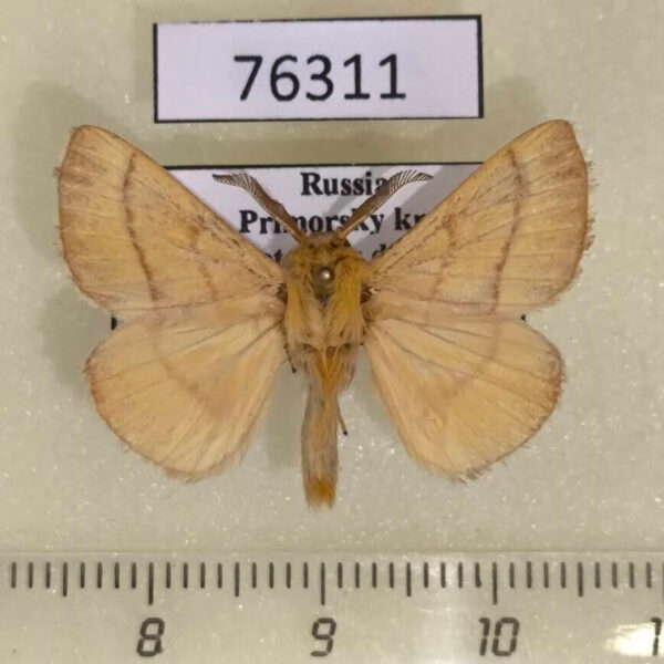 Lasiocampidae Malacosoma neustria testacea Primorye