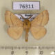 76311p Lasiocampidae Malacosoma neustria testacea Primorye $6