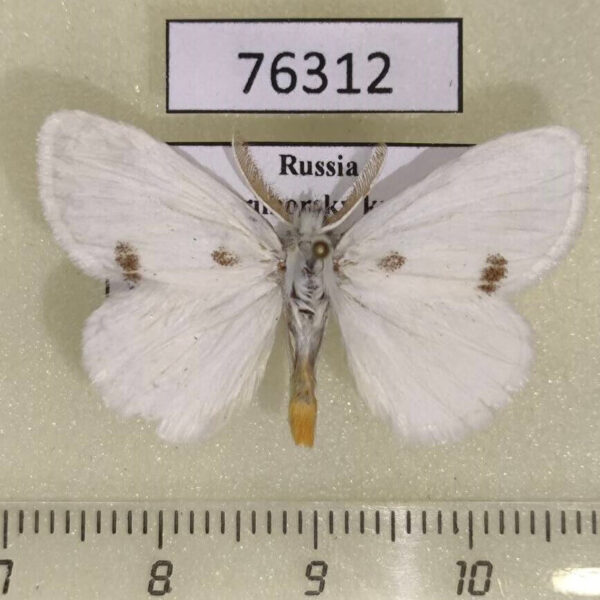 Lymantridae Euproctis similis Primorye