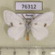 76312p Lymantridae Euproctis similis Primorye $6