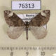 76313p Geometridae Dysstroma citrata Transbaikal reg. $5