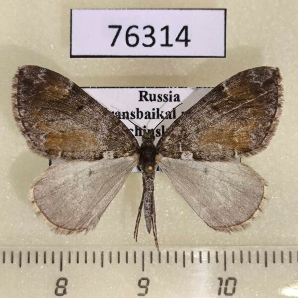 Geometridae Dysstroma latefasciata Transbaikal reg.