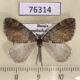 76314p Geometridae Dysstroma latefasciata Transbaikal reg. $5