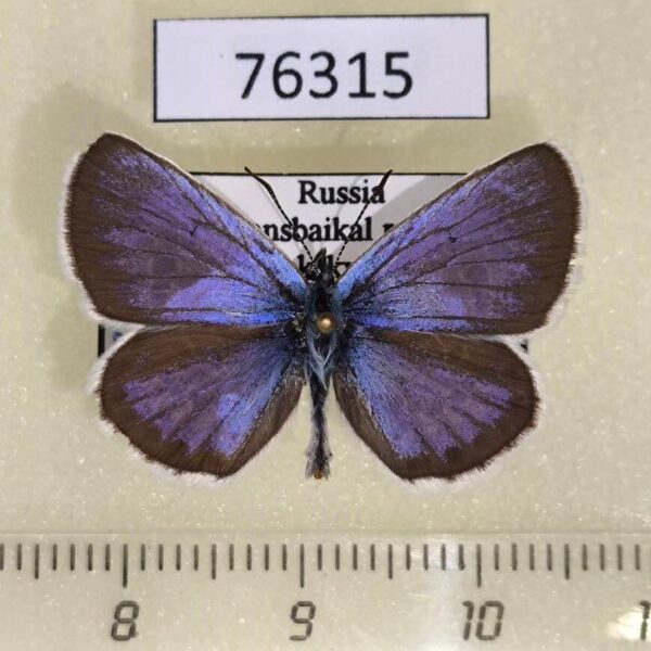 Lycaenidae Plebeius subsolanus Transbaikal reg.