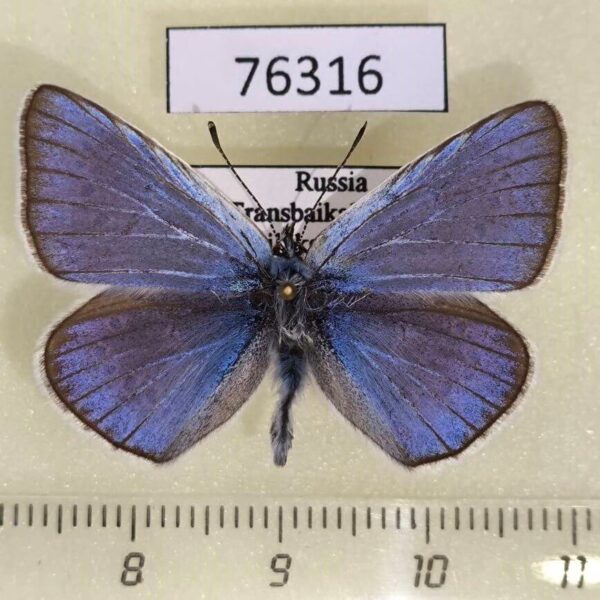Lycaenidae Plebicula amandus Transbaikal reg.